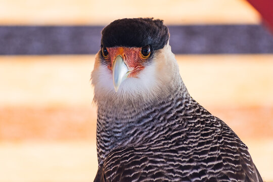 crested caracara (Caracara plancus) exhibition
