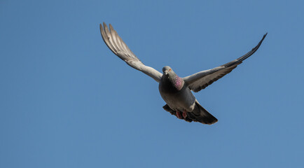 A flying common pigeon against a clear sky