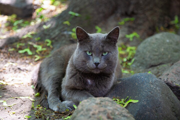 Grey cat on the ground © Juris Šulcs