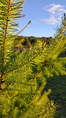 Ramas de pino verde iluminados por el sol 