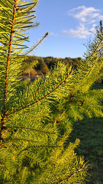 Ramas de pino verde iluminados por el sol 