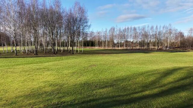 Wide view of a sunlit grassy field bordered by tall birch trees casting long shadows; large open area provides ample copy space. 