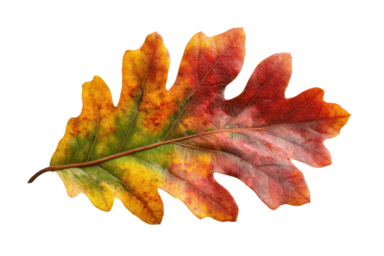 Detailed autumn oak leaf with vibrant colors on transparent background - Powered by Adobe