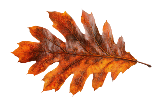Detailed autumn oak leaf illustration with rich colors on transparent background