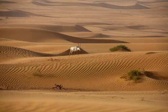 View of a lone Arabian Oryx traversing the undulating golden dunes beneath a hazy sky, with sparse green shrubbery punctuating the arid landscape, Umm Eselay, Sharjah, United Arab Emirates.