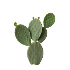 Fototapeta premium Opuntia Cactus With Green Flat Pads and Small Buds Isolated on Transparent Background Studio Shot with Natural Lighting