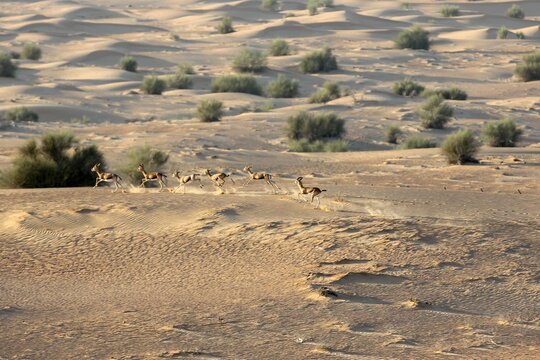 View of Arabian Gazelles sprint across the rippling golden sands, their forms a blur of motion against the stark beauty of the desert landscape, Dubai, Dubai, United Arab Emirates.