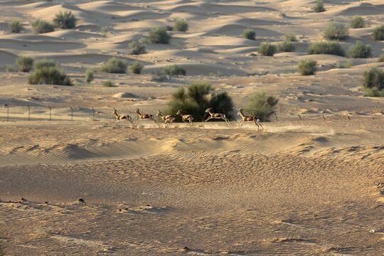 View of a herd of slender-horned gazelles gracefully bounding across the rippled, sun-kissed desert sands under sparse shrubs, Dubai, Dubai, United Arab Emirates.