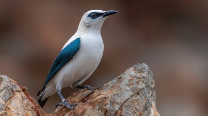 Striking white and blue winged passerine perches upon weathered rock formation
