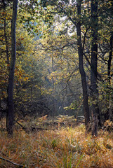 Fototapeta premium Forêt de Rambouillet, 78, Yvelines, France