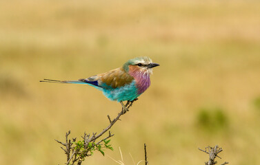 Rollier à longs brins