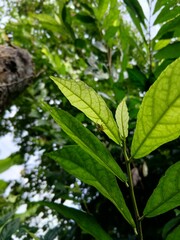 This is an upward-looking, close-up photograph focusing on the new growth of a young plant in a lush outdoor setting.