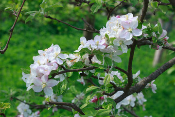 Delicate Apple Blossoms Blooming on a Branch in Spring