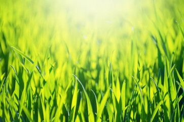 green grass background with selective focus