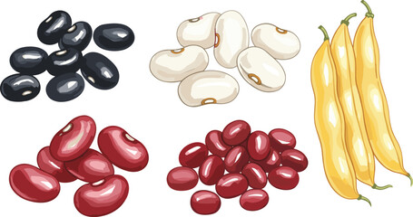 Bean variety illustration, colorful legume drawing, black red white yellow beans, food identification, agriculture study, culinary plant sketch