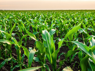 Lush green cornfield developing under clear sky