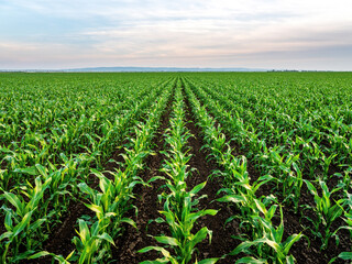 Green cornfield growing in fertile farm land