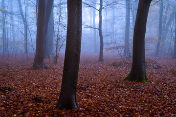View of the forest floor covered in vibrant red and brown leaves, trees stand tall against a misty, ethereal backdrop, The Chilterns AONB, Oxfordshire, England, United Kingdom.