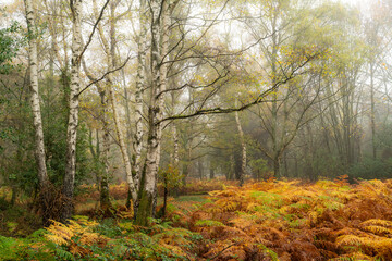 View Golden Ferns Contrast Against