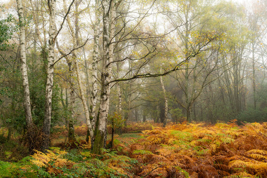 View of golden ferns contrast against the stark white trunks of birch trees in a misty forest scene, The Chilterns AONB, Oxfordshire, England, United Kingdom.
