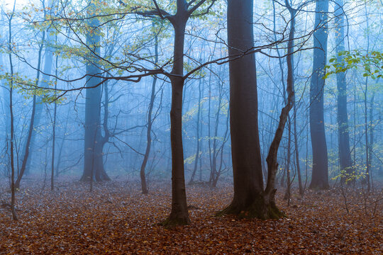 View of a dense forest floor blanketed in fallen leaves, trees rising into a misty blue atmosphere, a serene woodland scene, The Chilterns AONB, Oxfordshire, England, United Kingdom.