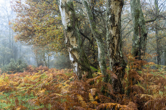 View of silver birch trunks rise amidst a sea of fading golden ferns, a tranquil autumn scene veiled in mist, The Chilterns AONB, Oxfordshire, England, United Kingdom.
