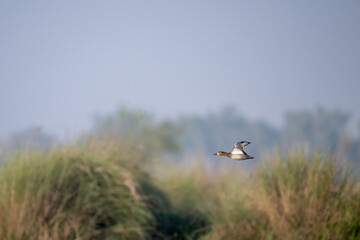A Common Pochard (Aythya ferina) flying gracefully above a wetland ecosystem