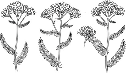 Botanical flower illustration, feathery leaf plants, dome-shaped blooms, black white sketch, nature study, herbal design, garden flora drawing