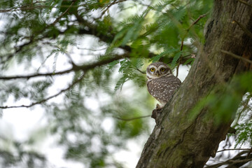 A Spotted Owlet (Athene brama) peeks from behind a tree trunk in a natural habitat .