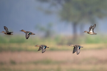 Ducks in active flight over a marsh, displaying migration or movement behavior.