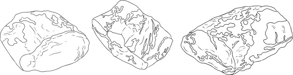 Line vector illustrations of various raw meat cuts, with detailed textures in realistic style