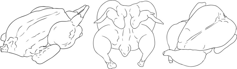 Line vector illustrations of various raw meat cuts, with detailed textures in realistic style