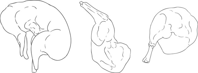 Line vector illustrations of various raw meat cuts, with detailed textures in realistic style