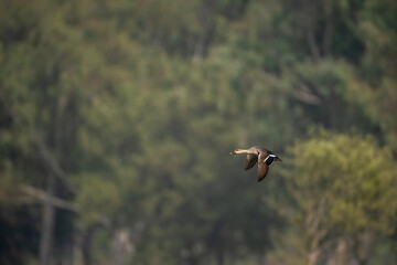 The wild spot-billed duck captured mid-flight with wings extended against natural scenery.