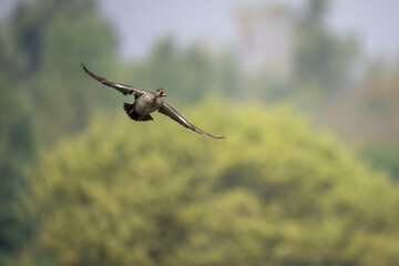 The wild spot-billed duck captured mid-flight with wings extended against natural scenery.
