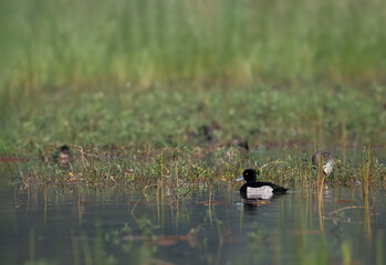 The male tufted duck captured floating on water, displaying its distinctive tuft and black-and-white plumage.