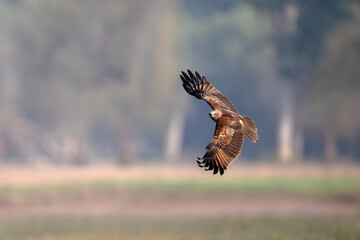 Brahminy kite captured mid-flight while hunting over a natural wetland environment.
