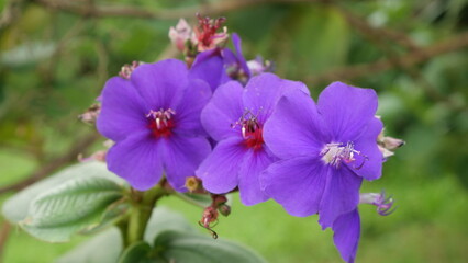 Close-up of vibrant purple wildflowers in daylight, captured outdoors with shallow depth of field highlighting petals, stamens, and natural garden background