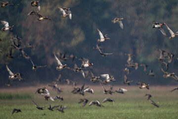 A flock of ducks flying over a wetland, captured mid-flight in their natural habitat.