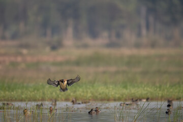 A female Eurasian Wigeon (Mareca penelope) landing gracefully on a wetland surface.