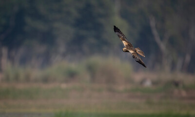 Circus aeruginosus soaring calmly above a wetland landscape in a natural outdoor setting.