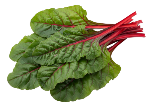 Fresh bunch of vibrant red stem swiss chard leaves on black background
