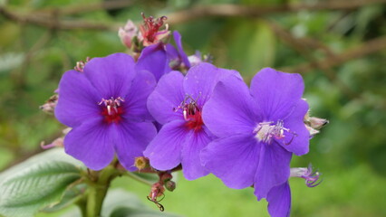 Obraz premium Close-up of vibrant purple wildflowers in daylight, captured outdoors with shallow depth of field highlighting petals, stamens, and natural garden background