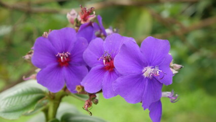 Close-up of vibrant purple wildflowers in daylight, captured outdoors with shallow depth of field highlighting petals, stamens, and natural garden background