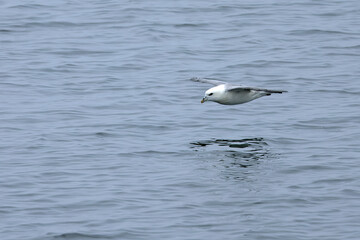 Northern Fulmar flying in the waters of the North Atlantic in northwest Iceland