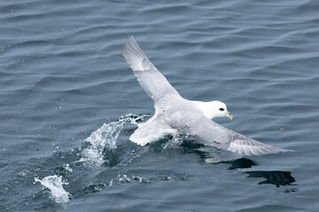 Northern Fulmar flying in the waters of the North Atlantic in northwest Iceland