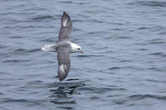 Northern Fulmar flying in the waters of the North Atlantic in northwest Iceland