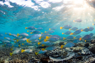 A large school of vibrant coloured Pacific Longnose Parrotfish (hipposcarus longiceps) swimming in a shallow crystal clear blue tropical reef lagoon on the Great Barrier Reef, QLD, Australia.