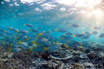 A large school of vibrant coloured Pacific Longnose Parrotfish (hipposcarus longiceps) swimming in a shallow crystal clear blue tropical reef lagoon on the Great Barrier Reef, QLD, Australia.
