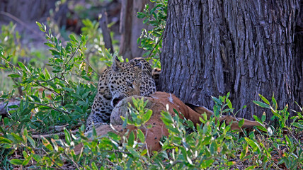 Female leopard on a kill in Botswana